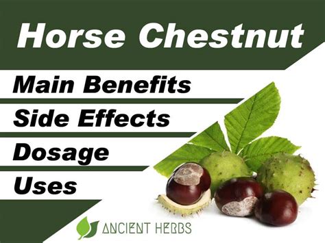 Horse Chestnut Benefits Uses Dosage And Side Effects
