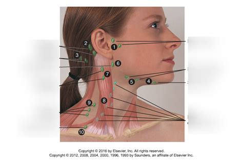 Head And Neck Lymph Nodes Diagram Quizlet