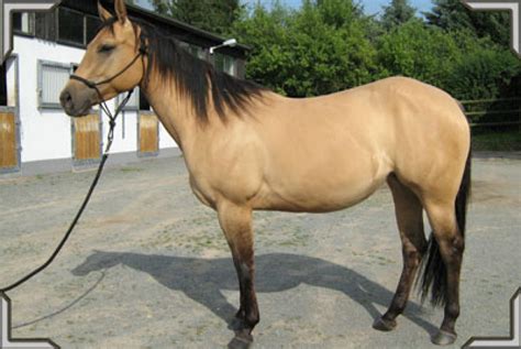 Buckskin kaufen und verkaufen pferde kaufen und pferde verkaufen auf europas führendem pferdemarkt. wunderschöne dunfarben Quarter Horse Stute zu verkaufen ...