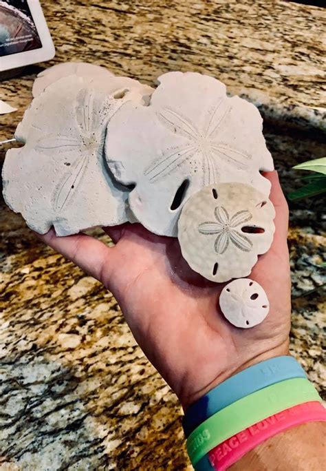 How To Find Sand Dollars This Summer Navarre Press