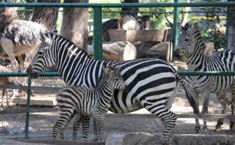 Nuevos Ejemplares Bebés En El Zoológico Zoochilpan