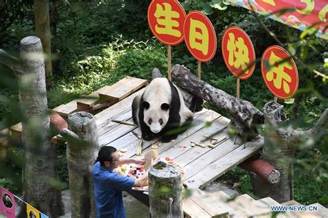 Worlds Oldest Captive Giant Panda Turns 37 5 Peoples Daily Online