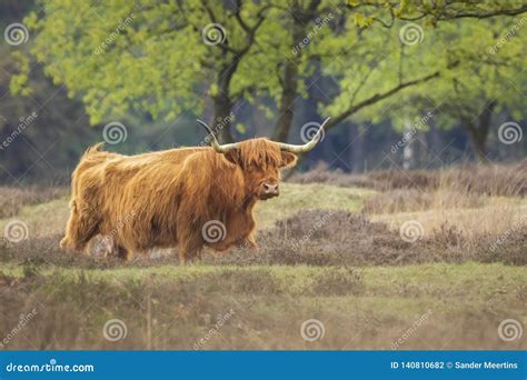 Highland Cow Bos Taurus Coo Cattle Young And Female Foraging In