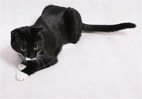 Wallpaper Black Fur Kittens Whiskers Black Cat Cat Like Mammal