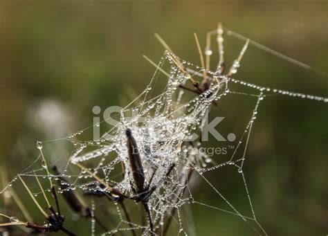 Dew On A Spider Web Stock Photo Royalty Free Freeimages