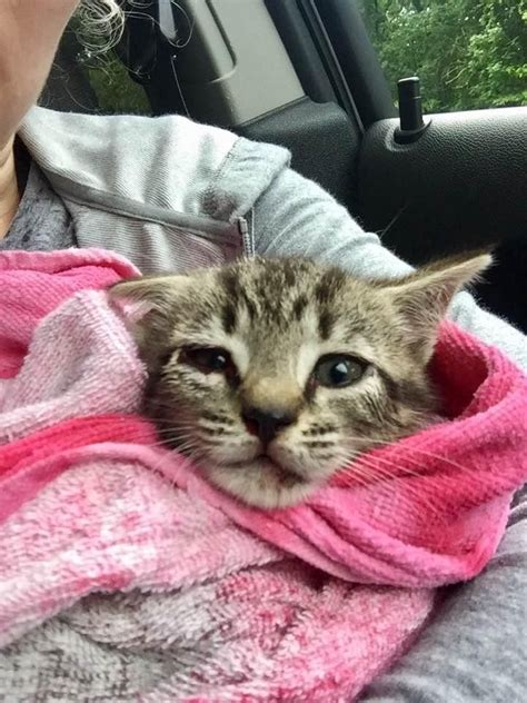 Woman Spotted Tiny Kitten On The Side Of The Road Motionless And