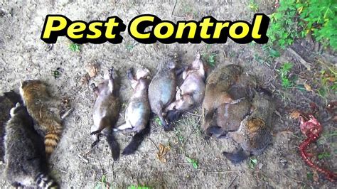 Pest Control Groundhog Trapping On The Farm Youtube