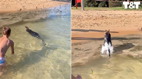 Wallaby Cools Off By Going For Swim Youtube