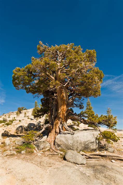 Calphotos Juniperus Grandis Sierra Juniper