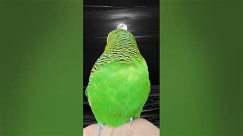 For Lonely Budgies Budgerigar Sounds Male Budgie Sounds Parakeet