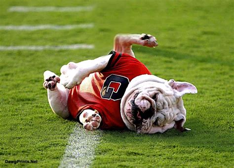 Georgia Bulldogs Mascot Uga Vi Playfully Rolls Around On The Football
