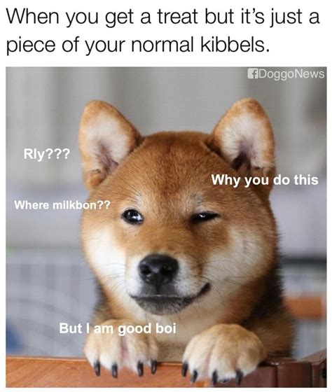 Pin By Outlaw On Memes Corgi Animals Dogs