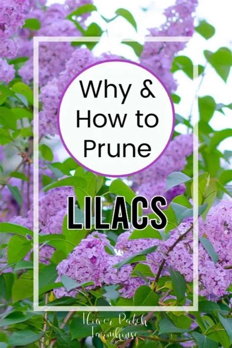 How To Prune Lilacs Correctly Lilac Bushes Prune Lilac Bush Lilac Tree