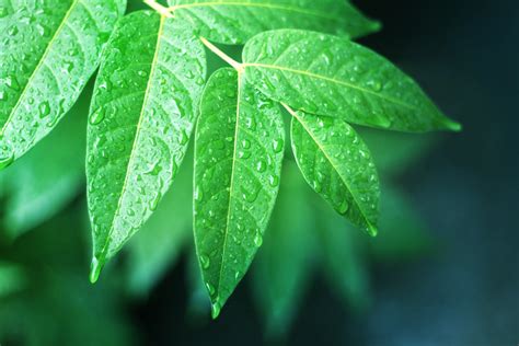 Scroll down to see similar illustrations below. Wet Leaves Free Stock Photo - Public Domain Pictures