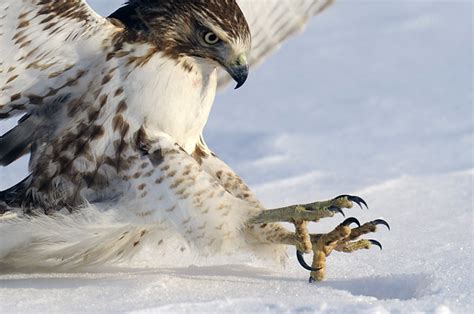Red Tailed Hawk Talons Ontario Canada Steve Courson Flickr
