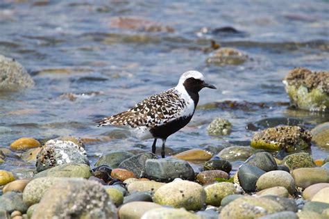 The Black Bellied Plover Is Often Found Along Coasts But Will