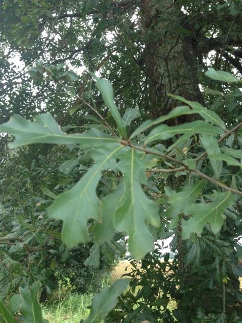 Oak Tree Quercus Species There Are Hundreds Of Different Species And