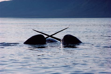 Narwhals Tusked Whales Of The Arctic See With Sound Really Well