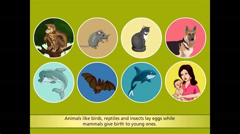 Reproduction In Animals Youtube
