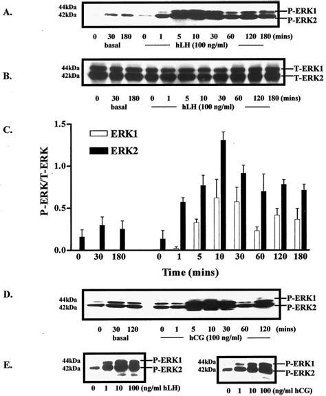 Effects Of Lh And Hcg On Activation Of Erk12 In Hgl Cells Hgl Cells Download Scientific