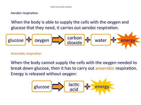Difference Between Aerobic And Anaerobic Respiration Class My XXX Hot