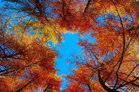 Desktop Wallpapers Autumn Nature Sky Trees Seasons