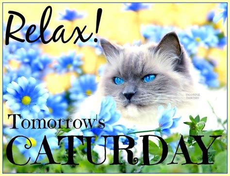 Relax Tomorrow Is Saturday Saturday Saturday Quotes Happy Saturday