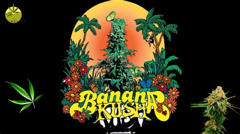 Banana Kush Cannabis Review Youtube