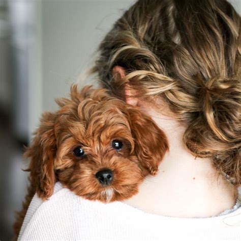 Everyone at premier pups was very helpful and patient with me as i tried to decided which dog bred was the best for our family. Mini Cavapoo Puppies For Sale Near Me