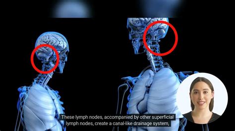Occipital Lymph Nodes Youtube