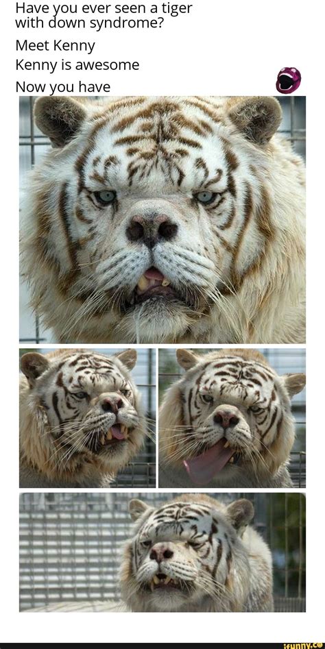 Have You Ever Seen A Tiger With Down Syndrome Meet Kenny Kenny Is Awesome Now You Have Ifunny