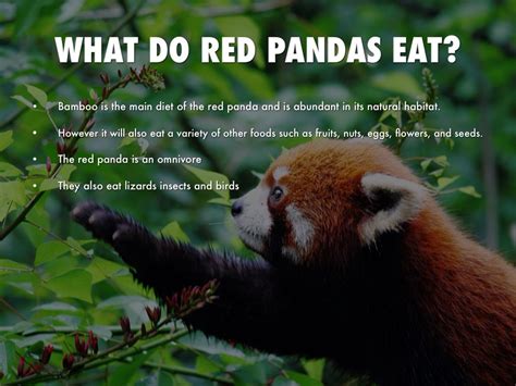 What Insects Do Red Pandas Eat What Do