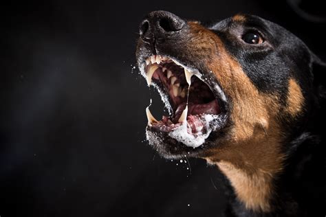 ¿qué Hacer Si Un Perro Con Rabia Muerde A Tu Hijo Excélsior