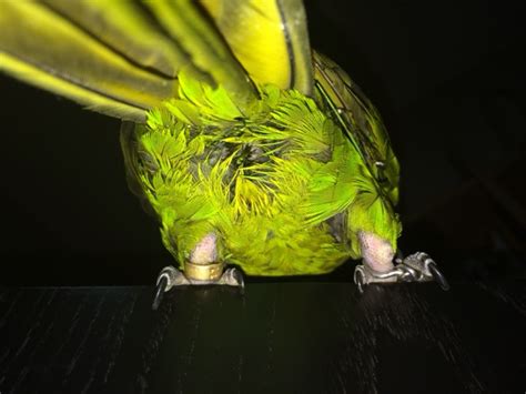 green color poop of my new parrot - Parrot Forum - Parrot ...