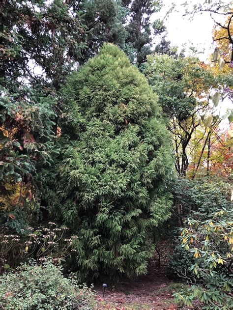 Cryptomeria Japonica Sekkan Sugi