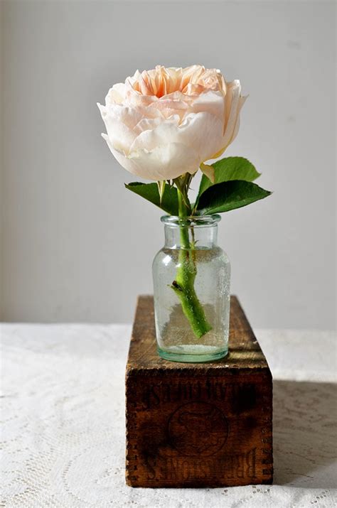 Brisbane wholesale flowers delivery from coorparoo. Heart of Gold: Petal by Petal: 'Juliet' Garden Rose