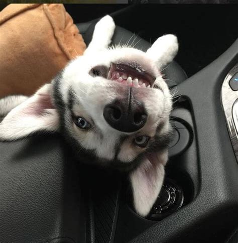 16 Funny Husky Pictures That Will Make You Smile Page 3 Of 6 The Dogman