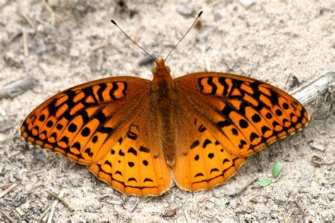 Great Spangled Fritillary Butterflies Of North Park · Inaturalist