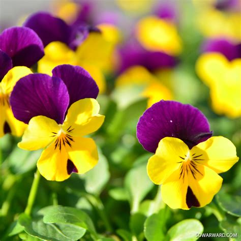 Un mazzo di rose rosse è un simbolo molto specifico che non lascia dubbi, emblema dei fiori per san valentino. أجمل صور ورد طبيعي - صور ورد وزهور Rose Flower images
