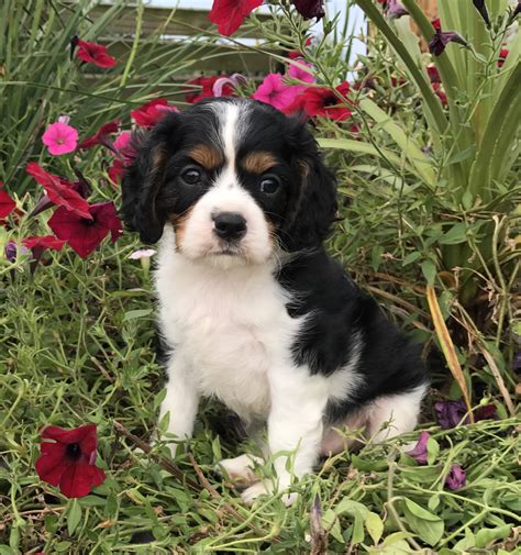 Cavalier King Charles Spaniel Puppies For Sale Milton PA