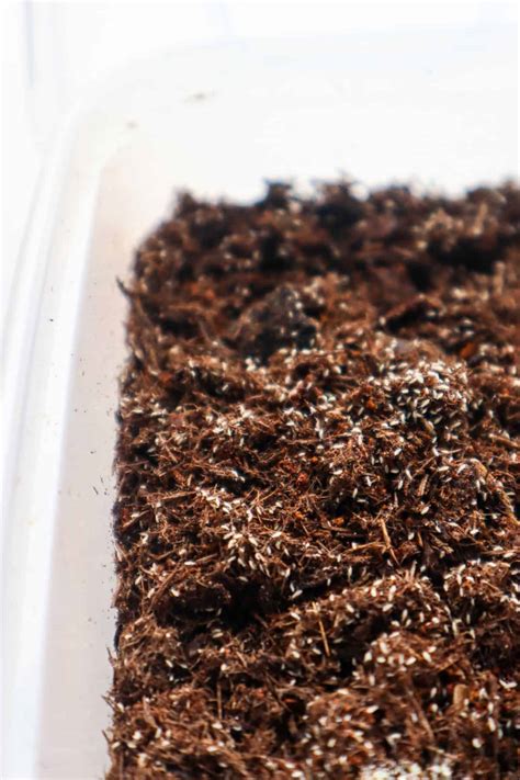 What Do Springtails Eat? + Best Foods (& Those Best Avoided)