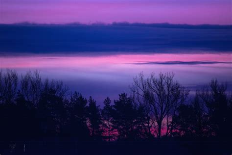 Clouds Forest Landscape Lilac Purple Serene Sunrise Sunset Trees 5k Hd