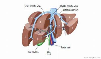 Liver Metastases Lobe Lobes Segments Right Cancer