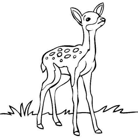 Free printable deer and fawn coloring pages and sheets are available in it to create your own coloring book. Fawn Drawing at GetDrawings | Free download