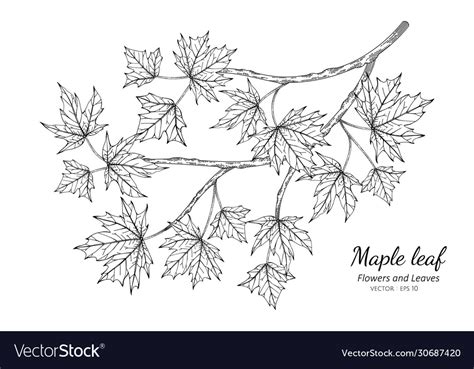 Maple Leaf Drawing With Line Art On White Vector Image