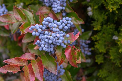 Oregon Grapes Plant Care And Growing Guide