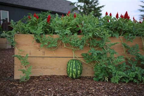 Try Growing Your Melons In A Raised Bed Vegetable Garden Garden