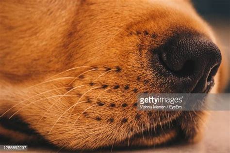 Dog With Human Mouth Photos Et Images De Collection Getty Images