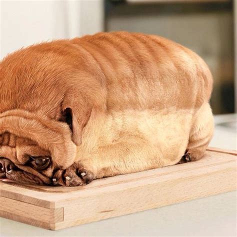Pug Toast Hahaha With Images Dog Bread Cute Animals