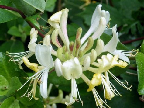10 bush honeysuckle pictures and photos 🍁 green gardens